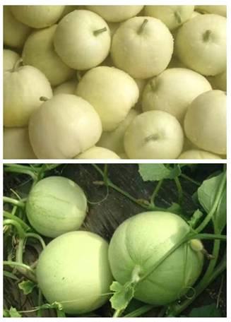 吃雪梨的瓜,探寻吃雪梨的奇妙之旅