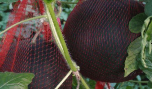 儋州人民吃瓜,探寻儋州人民独特的“吃瓜”文化