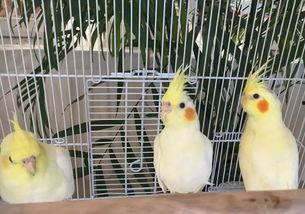 吃瓜群众小神兽,揭秘娱乐圈幕后故事