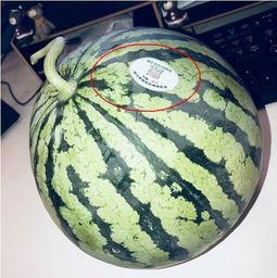 郑州网红吃瓜,揭秘幕后故事与热门话题