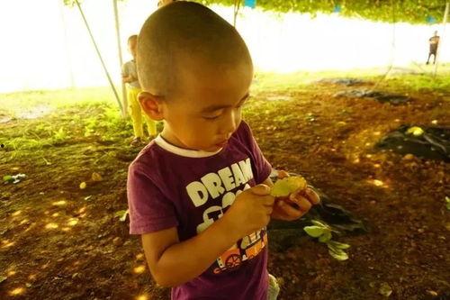 引来大家吃瓜,揭秘网络热议背后的“吃瓜”文化