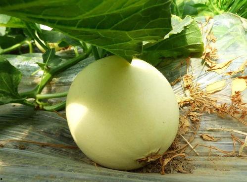 在哪可以免费吃瓜,畅享夏日清凉新体验