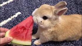 兔子可以吃小瓜么,营养与安全的探讨