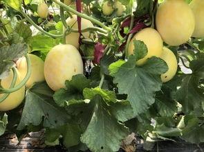 周末半夜吃瓜,揭秘周末神秘事件背后的真相