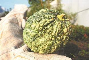 梦见在老家摘瓜吃瓜,瓜香四溢的摘瓜记忆