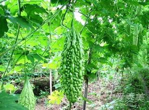 过敏可以吃凉瓜吗,凉瓜的食用指南