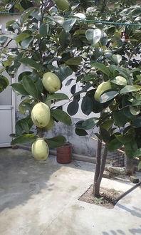 吃树瓜的禁忌,禁忌须知保健康