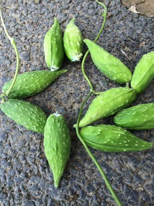 孕妇可以吃旱瓜