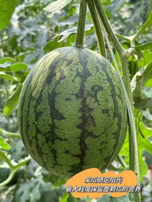 吃皇帝的瓜,揭秘皇帝瓜果背后的传奇故事