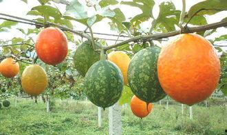 吊瓜花怎样吃,解锁吊瓜花的多彩食光