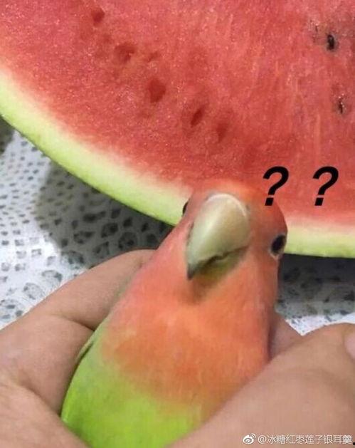 网络事件吃瓜,吃瓜群众围观这场惊心动魄的“瓜界大战”