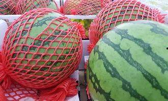 发烧 吃瓜,揭秘网络热点的背后真相