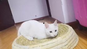 吃瓜小懒猪,揭秘娱乐圈的轻松趣事