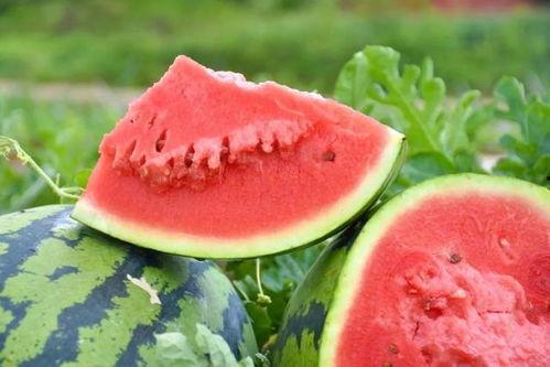 山上吃瓜现摘现吃视频,现摘现吃，体验自然美味