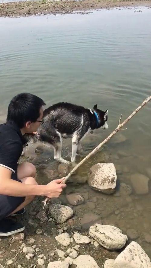 阿拉瓜亚吃死鱼,揭秘吃死鱼的奇异生物