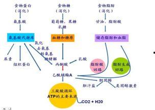 吃瓜怎么快速代谢掉,轻松代谢，揭秘快速瘦身秘诀