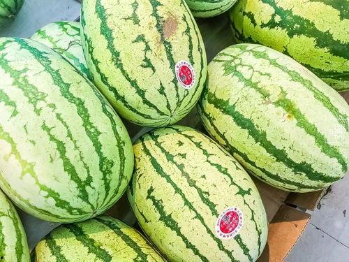 只吃身边的瓜,探寻身边瓜果的奇妙之旅