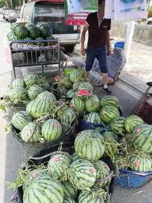 成都公园 吃瓜事件,一场引发热议的公共行为争议