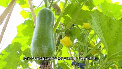 仁泽区吃瓜,瓜香四溢，品味人间烟火