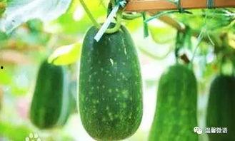 瓜虫被吃,自然界的生存法则与生态平衡