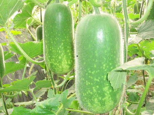 晚逢吃瓜后续,揭秘真相，情感纠葛再掀波澜