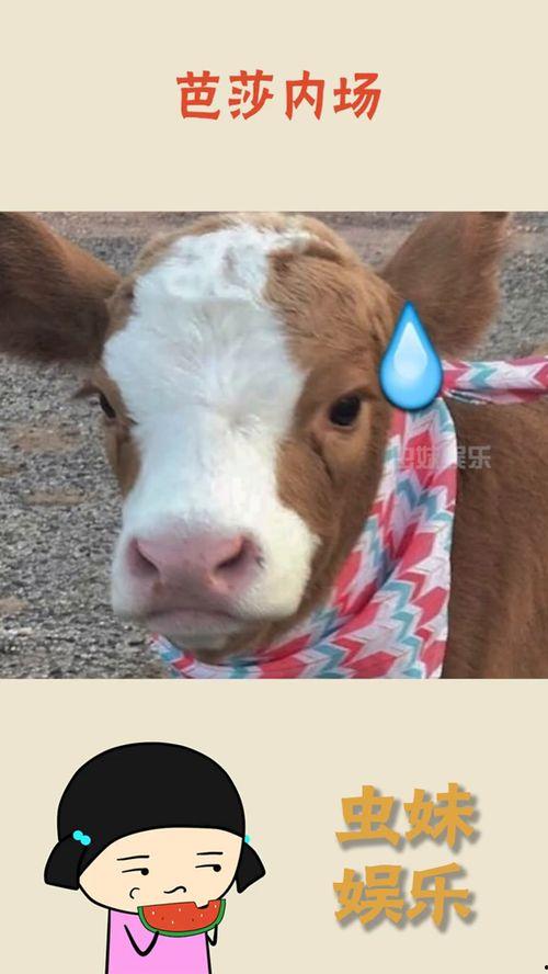 抖音情侣吃瓜,抖音情侣甜蜜吃瓜瞬间