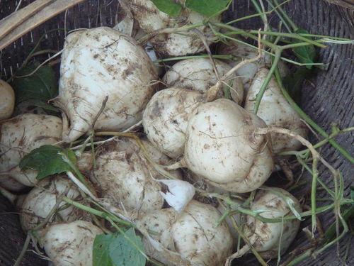 四川土瓜怎么吃,解锁地方特色美食新体验