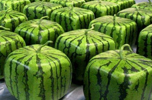 火热.中国吃瓜,吃瓜群众的狂欢盛宴