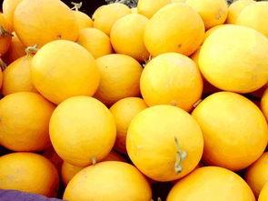 怎么吃黄河蜜瓜,美味食法指南