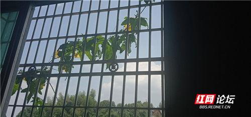 小情侣阳台吃瓜,小情侣共享瓜果乐趣