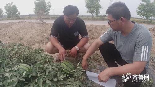 德州平原吃瓜事件,一场引发热议的乡村奇闻