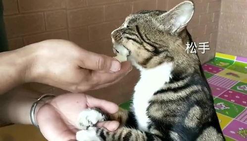 猫咪喜欢吃瓜原因,探究猫咪爱吃瓜的趣味原因